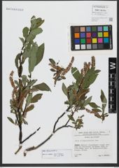 Foto von Salix hastata L.